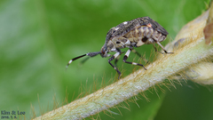 Eurystylus coelestialium