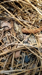 Chalcophora georgiana