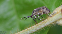 Eurystylus coelestialium