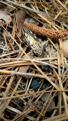 Chalcophora georgiana