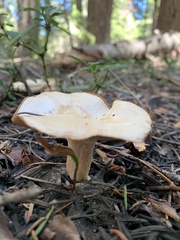 Clitocybe albirhiza