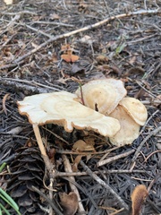 Clitocybe albirhiza