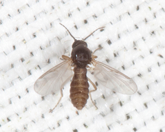 Forcipomyiinae
