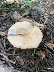 Clitocybe albirhiza