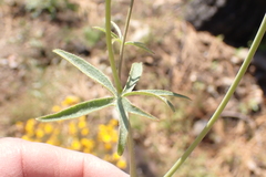 Delphinium depauperatum