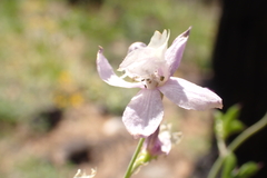 Delphinium depauperatum