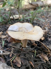 Clitocybe albirhiza