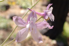 Delphinium depauperatum