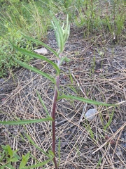 Achillea alpina
