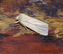 Mythimna pallens