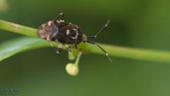 Eurystylus coelestialium