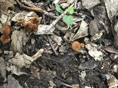 Marasmius cohaerens
