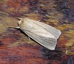 Mythimna pallens