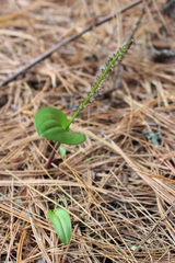 Tamayorkis ehrenbergii