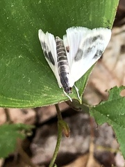 Cliniodes ostreonalis