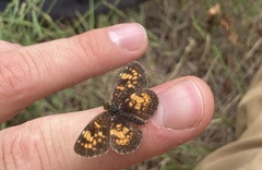 Phyciodes batesii