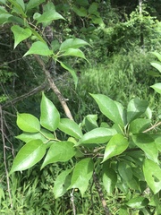 Maclura pomifera
