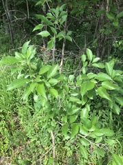 Maclura pomifera