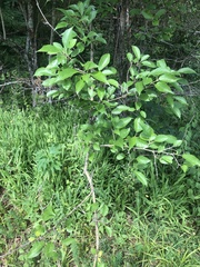 Maclura pomifera