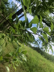 Maclura pomifera