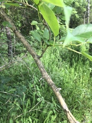 Maclura pomifera