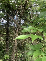 Maclura pomifera