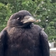 Corvus brachyrhynchos