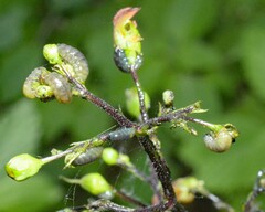 Cionus scrophulariae