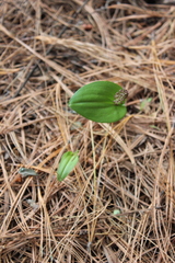 Tamayorkis ehrenbergii