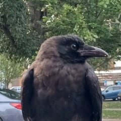 Corvus brachyrhynchos