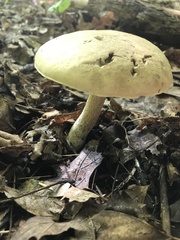 Caloboletus inedulis