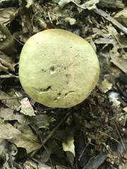 Caloboletus inedulis