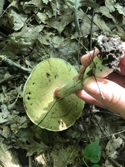 Caloboletus inedulis