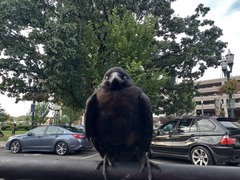 Corvus brachyrhynchos