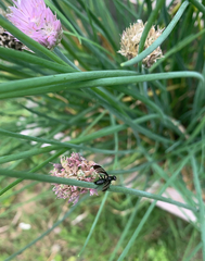 Tritoxa