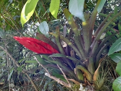Tillandsia multicaulis