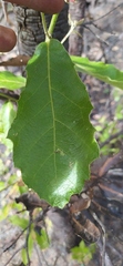 Quercus