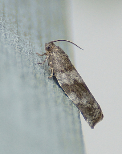 Large Aspen Tortrix photo 3
