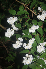 Deutzia crenata