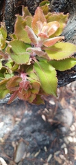 Arbutus tessellata