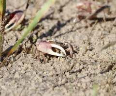 Minuca longisignalis