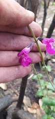 Salvia dichlamys