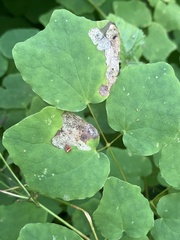 Phytomyza vancouveriella