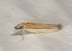 Tampa dimediatella
