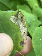 Phytomyza vancouveriella