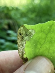 Phytomyza vancouveriella