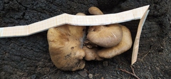 Fungi