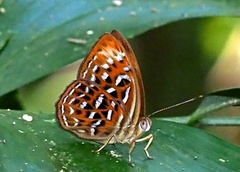 Taxila haquinus fasciata