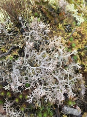 Cladonia arbuscula mitis