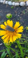 Cisseps fulvicollis